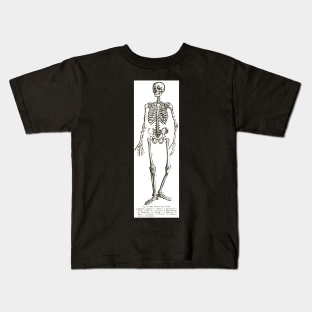 The Human Skeleton, A 19th Century diagram Kids T-Shirt by artfromthepast